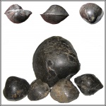 Двустворчатые моллюски