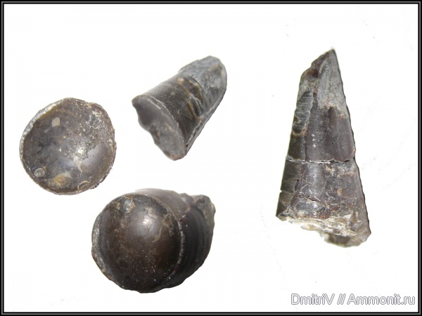 фрагмоконы, сифон, phragmocones