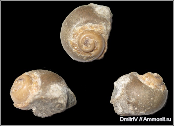 гастроподы