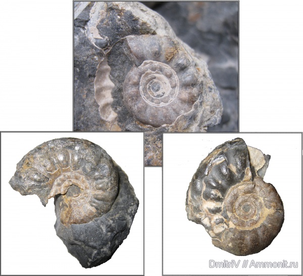 аммониты, Ammonites, Kossmatella