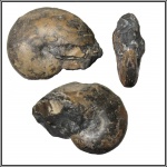 Аммонит (неопределён)