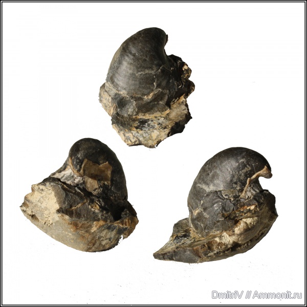 двустворки, Buchia