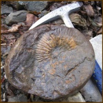 Крупный аммонит в конкреции