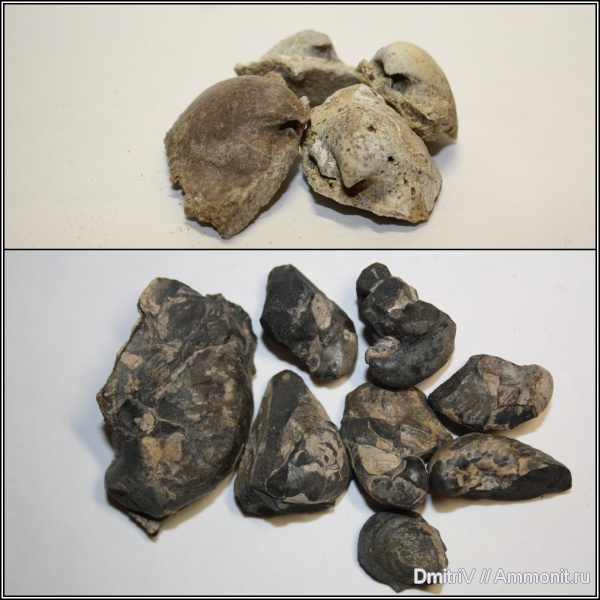 двустворки, Buchia, ?