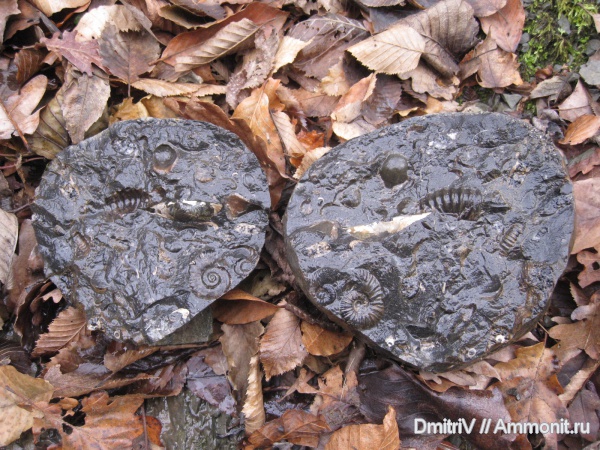 аммониты, двустворки, Ammonites