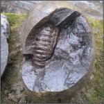 Крупный аммонит в конкреции