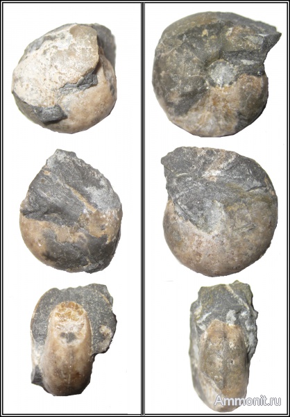 аммониты, Ammonites, Phylloceratidae