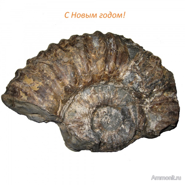 аммониты, мел