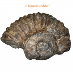 Фрагмент огромного аммонита