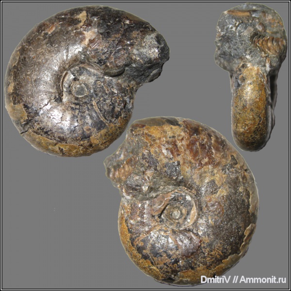 аммониты, мел