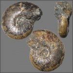 Аммонит из конкреции