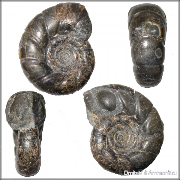 Eogaudryceras, Gaudryceratidae, Lytoceratina