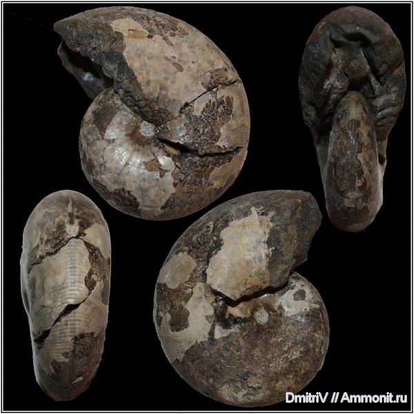 аммониты, Euphylloceras, Ammonites, Phylloceratidae