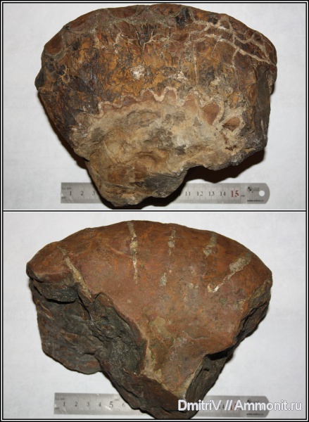 аммониты, мел