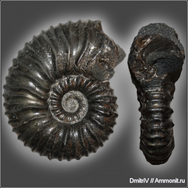 аммониты, мел