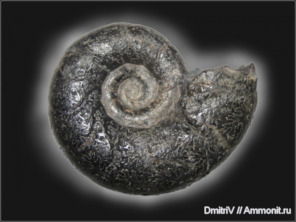 лопастные линии, Lytoceras