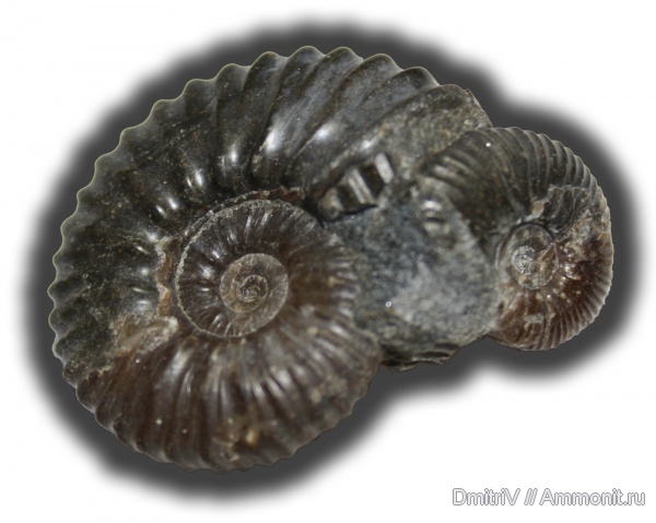 аммониты, палеоарт, Ammonites