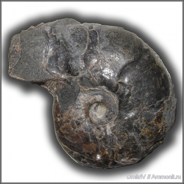 ушки, устье, Desmoceratidae, Microconchs, lappets