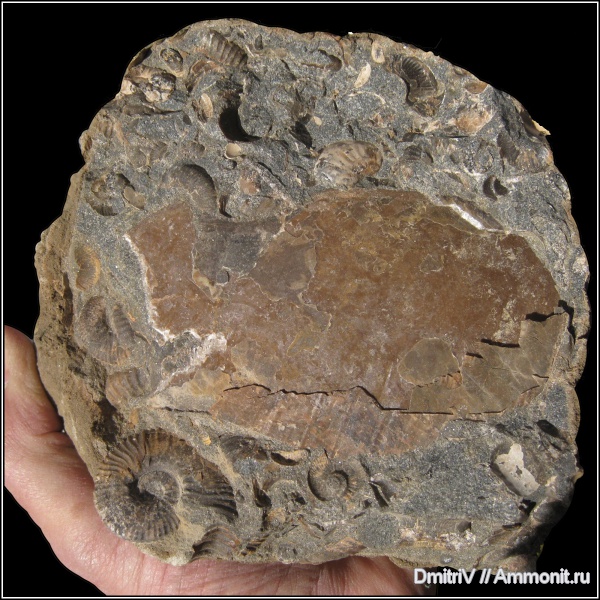 аммониты, конкреции, ?, Ammonites