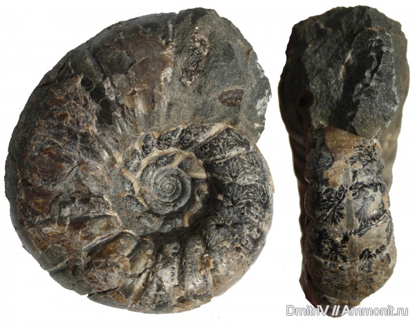 Eogaudryceras, Gaudryceratidae, Lytoceratina