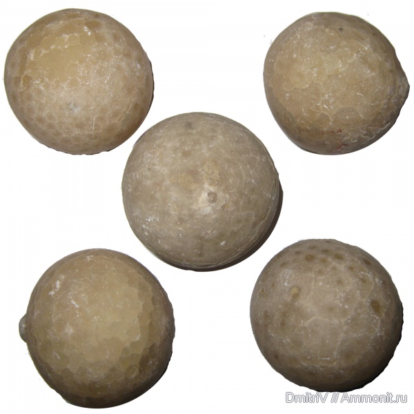 ордовик, р. Волхов, цистоидеи, Echinosphaerites, Ordovician