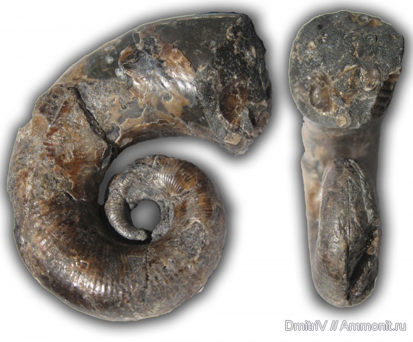 гетероморфные аммониты, Pictetia, р. Дефань, heteromorph ammonites