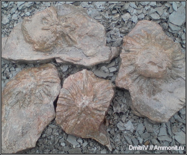 ихнофоссилии, Stelloglyphus