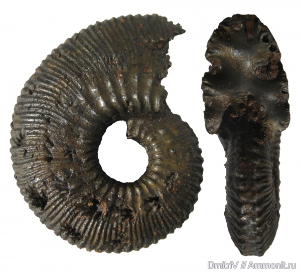 юра, Михайлов, Kosmoceras, келловей, Kosmoceras proniae, Callovian, Jurassic, Middle Jurassic