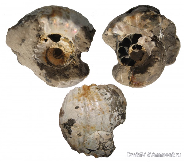 юра, Михайлов, Erymnoceras, келловей, Erymnoceras doliforme, Callovian, Jurassic, Middle Jurassic