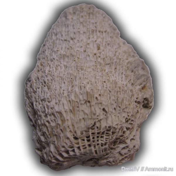 карбон, Голутвин, ругозы