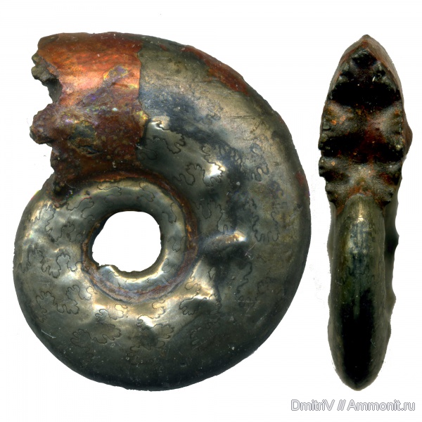 юра, Михайлов, Brightia, келловей, Callovian, Jurassic, Middle Jurassic