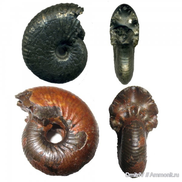 аммониты, юра, Михайлов, Funiferites, келловей, Funiferites patruus, Funiferites allae, Ammonites, Callovian, Jurassic, Middle Jurassic