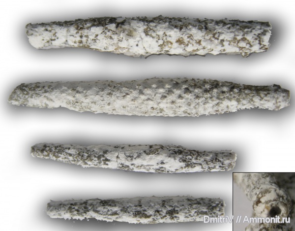 морские ежи, карбон, Домодедово