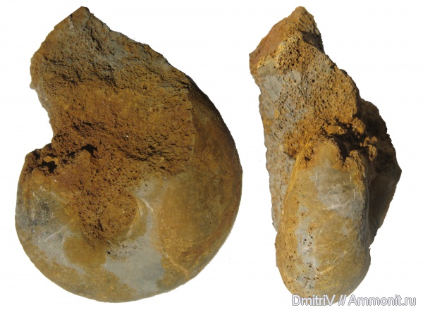 юра, нижний келловей, келловей, Rondiceras, Никитино, Rondiceras milaschevici, Callovian, Jurassic, Middle Jurassic, Lower Callovian