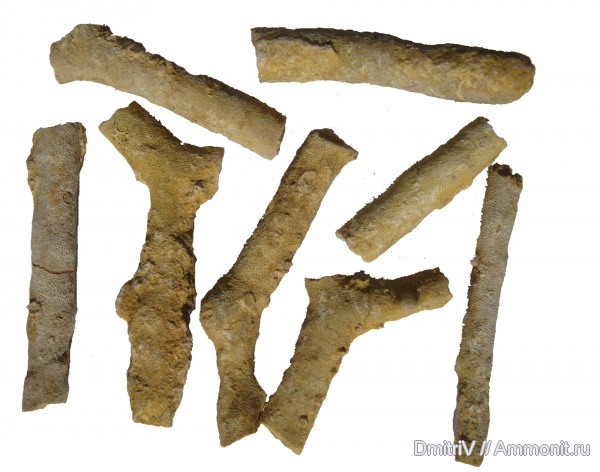 карбон, мшанки, Гжель, Tabulipora