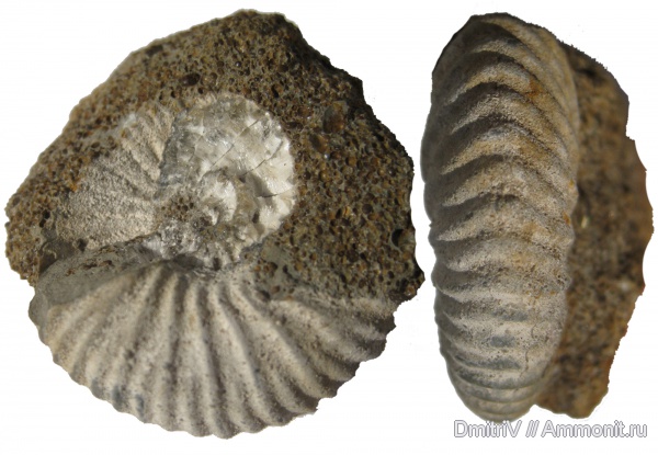 юра, нижний келловей, келловей, Pseudocadoceras, Никитино, Callovian, Jurassic, Middle Jurassic, Lower Callovian