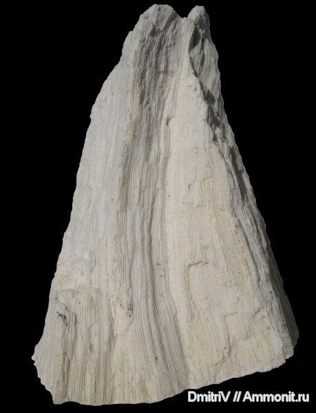 карбон, губки, Голутвин, хететес, Chaetetes