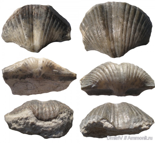 брахиоподы, карбон, Голутвин, Brachythyrina, Brachythyrina kleini