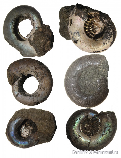 аммониты, юра, Kachpurites, волжский ярус, Еганово, Kachpurites fulgens, Ammonites, Volgian, Jurassic