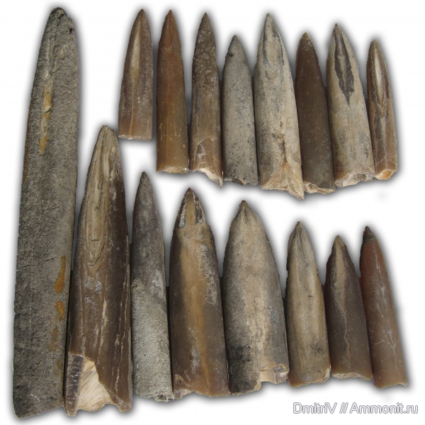 белемниты, оксфорд, волжский ярус, келловей, Мневники, Рыбаки, Кунцево, Oxfordian, Callovian, Volgian, Middle Jurassic, belemnites