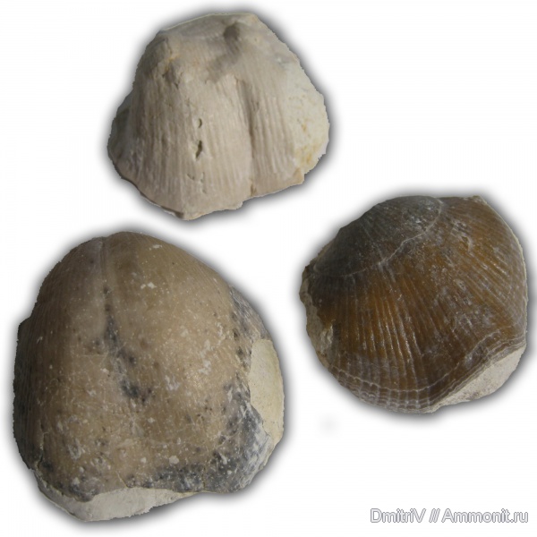 брахиоподы, карбон, Домодедово, Голутвин, Choristites, Admoskovia