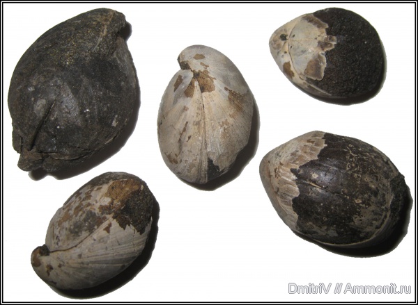 брахиоподы, юра, волжский ярус, Мневники, Russiella, Volgian, Jurassic