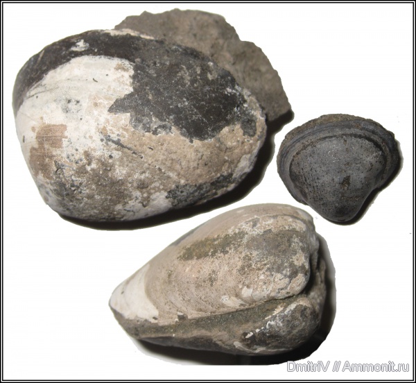 юра, двустворки, волжский ярус, Мневники, Volgian, Jurassic