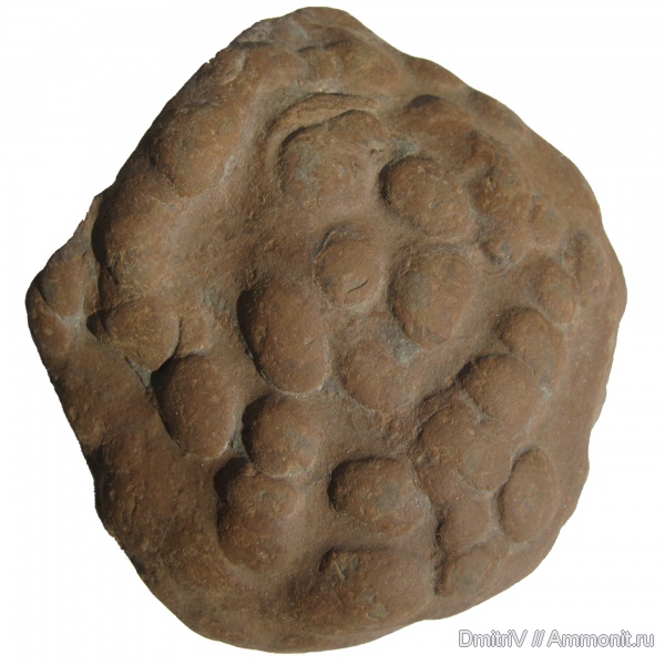 ихнофоссилии, ichnofossils