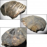 Фрагмент жилой камеры Eogaudryceras