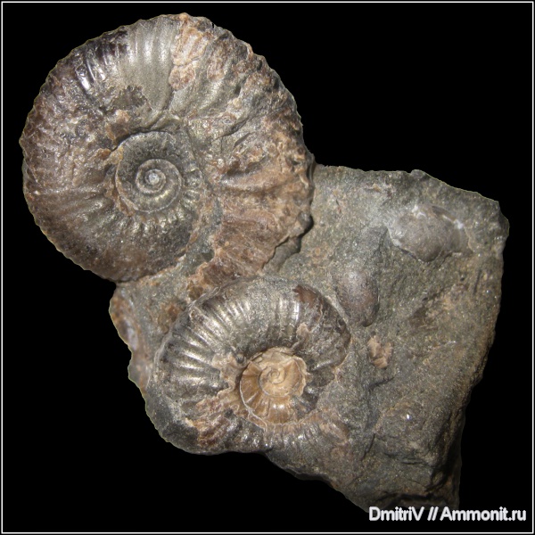 аммониты, палеоарт, Ammonites, Acanthohoplites