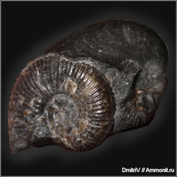 аммониты, палеоарт, Ammonites, Acanthohoplites, Aucellina