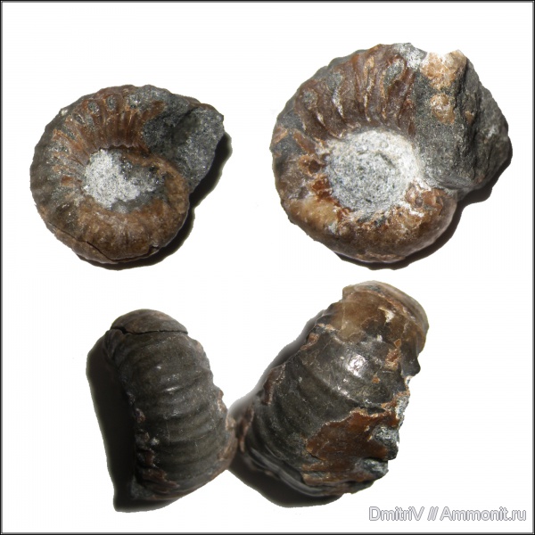аммониты, Epicheloniceras, Ammonites