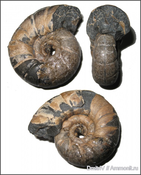 Eogaudryceras, Gaudryceratidae, Lytoceratina