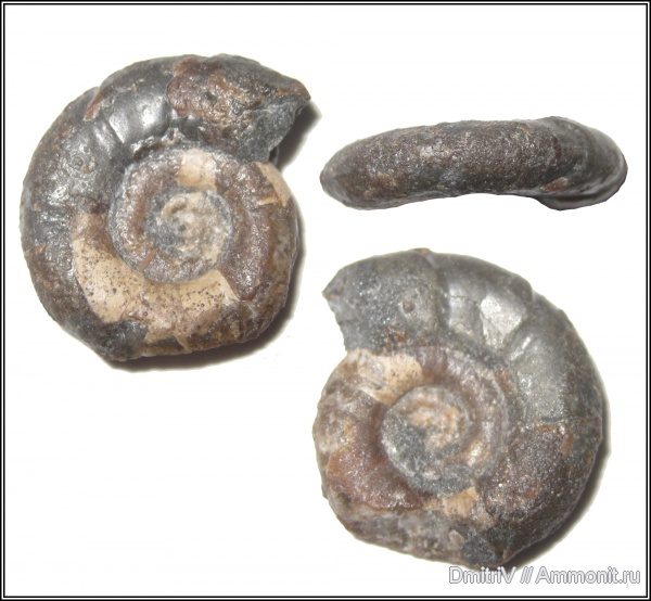 Gaudryceratidae, Gaudryceras, Lytoceratina